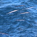 Atlantic Saury - Photo (c) Delana, all rights reserved, uploaded by Delana