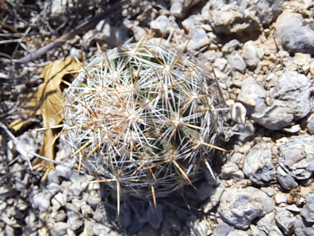 Grooved Nipple Cactus From Alvord Tx 76225 Usa On April 30 2023 At