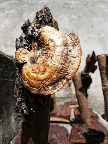 Trametes cubensis