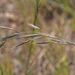 Bromus carinatus carinatus - Photo (c) Lynn Watson, all rights reserved, uploaded by Lynn Watson