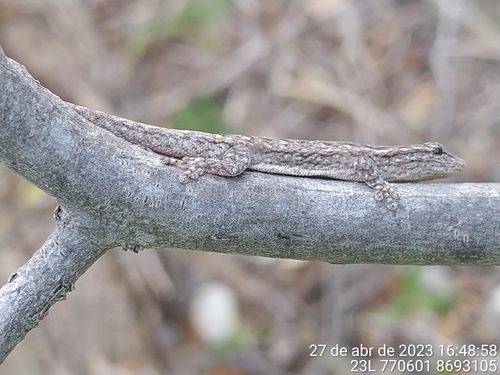 Kluge's Dwarf Gecko