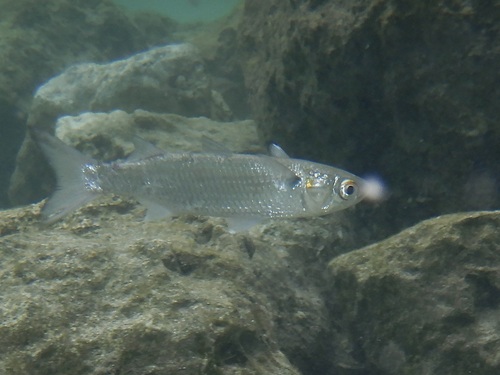 White Mullet