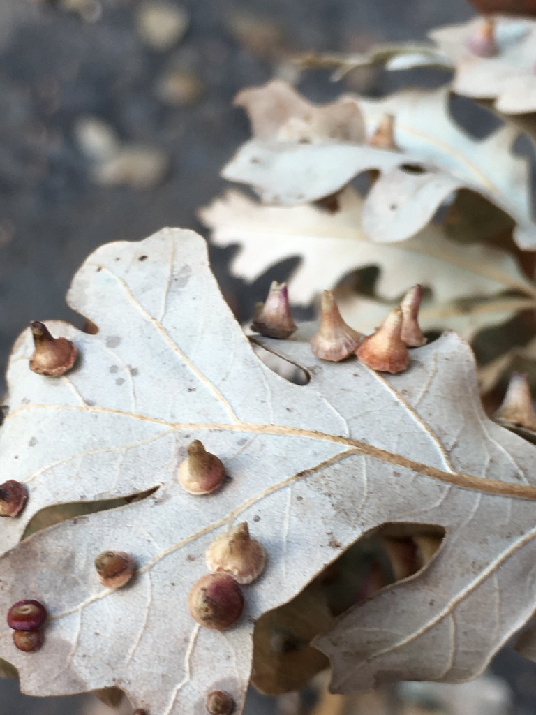 Red Cone Gall Wasp from McConnell State Park, Ballico, CA, US on ...