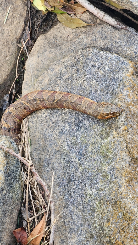 Common Watersnake from Oxford Hunt, Charlotte, NC, USA on April 30