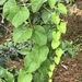 Tinospora cordifolia - Photo (c) shankarts, todos los derechos reservados
