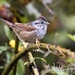 Swamp Sparrow - Photo (c) William Wise, all rights reserved, uploaded by William Wise