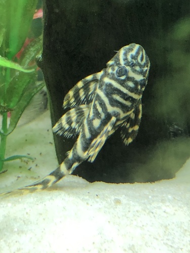 Hypancistrus debilittera