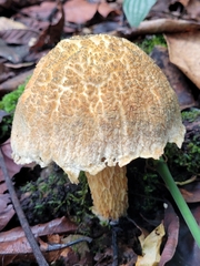 Image of Austroboletus neotropicalis