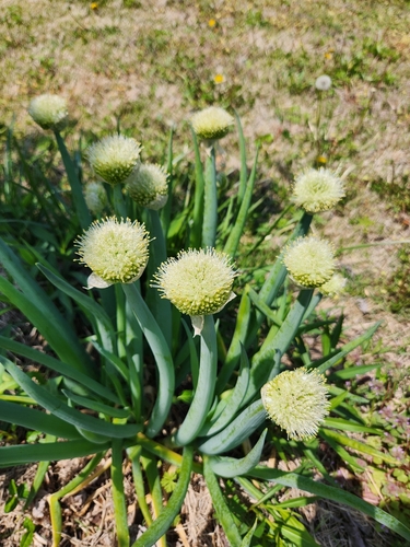 welsh onion (Allium fistulosum)