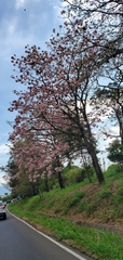 Tabebuia rosea image