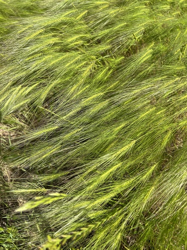 Taeniatherum caput-medusae (L.) Nevski