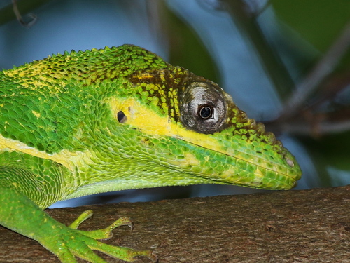 Knight Anole