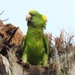 Honduras Yellow-headed Parrot - Photo (c) Pablo Bedrossian, all rights reserved, uploaded by Pablo Bedrossian