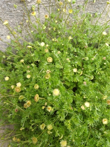Common Cotula