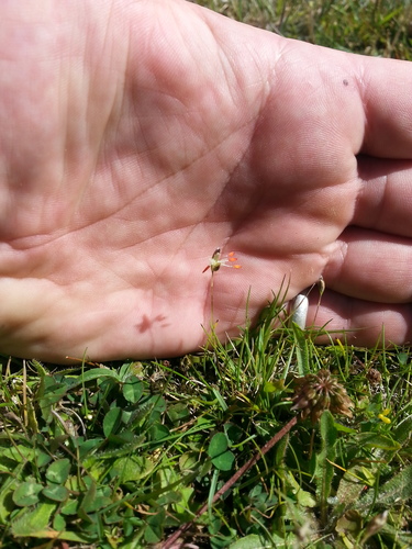 Rytidosperma exiguum