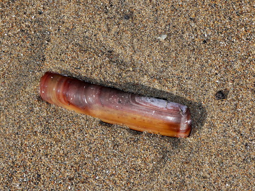 Krusenstern's Razor Clam