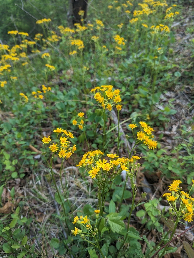 American groundsels and ragworts from Allegany County, MD, USA on April ...