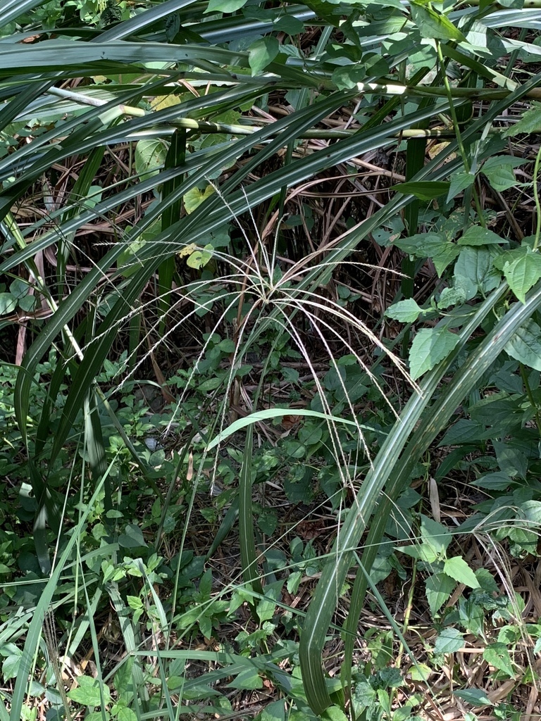 Enteropogon dolichostachyus (Enteropogon dolichostachyus)