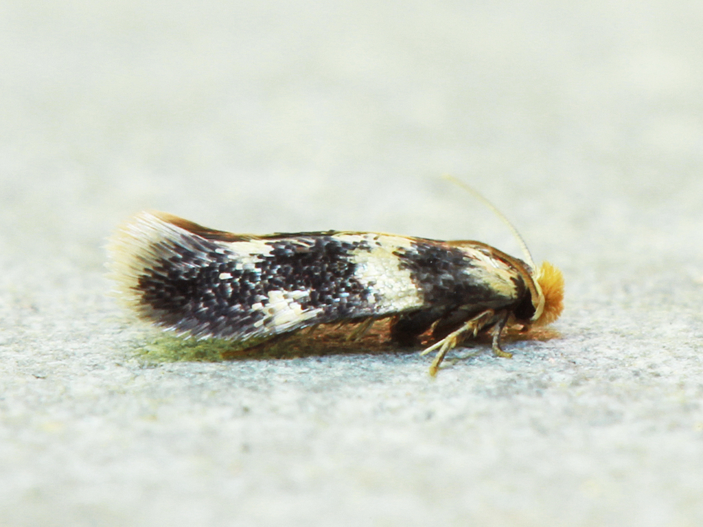 nepticulid moth