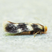 Norway Maple Pigmy Moth - Photo (c) Michael King, all rights reserved, uploaded by Michael King
