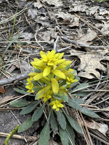 Mustard Flower Rust