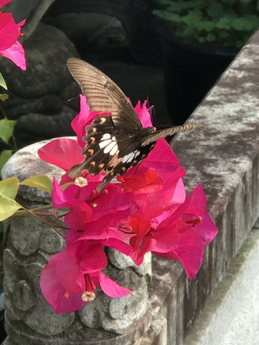 Common Mormon Swallowtail