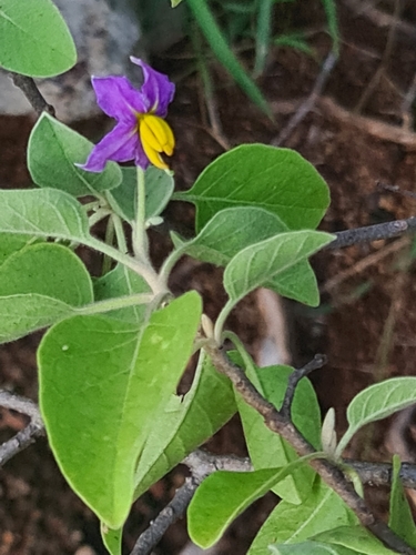 Solanum pubescens