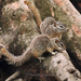 Tropical Ground Squirrel - Photo (c) Daniel Garza Tobón, all rights reserved, uploaded by Daniel Garza Tobón