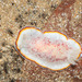 Triple-margined Dorid - Photo (c) Abhishek Jamalabad, all rights reserved, uploaded by Abhishek Jamalabad