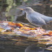 Dippers - Photo (c) Ken Wat, all rights reserved, uploaded by Ken Wat
