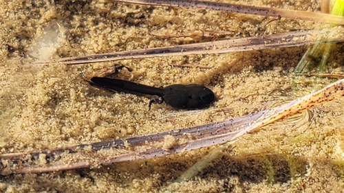 iNaturalist observation photo of Frogs and Toads