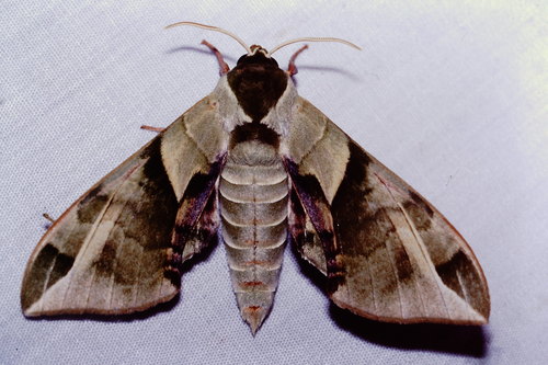 Callambulyx tatarinovii