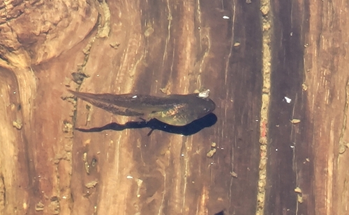 iNaturalist observation photo of Frogs and Toads