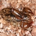 Superstition Mountains Scorpion - Photo (c) Chris Benesh, all rights reserved, uploaded by Chris Benesh