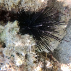 Purple Sea Urchin