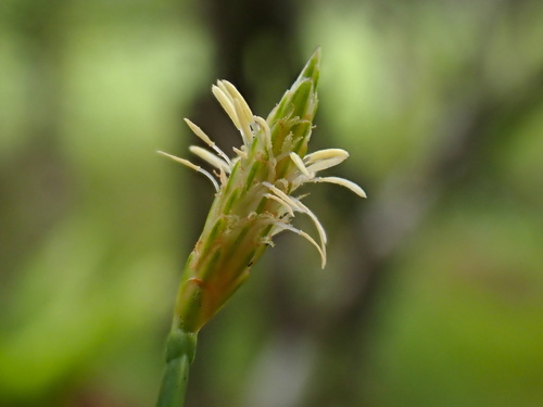 Eleocharis tetraquetra