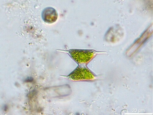 Staurodesmus triangularis