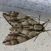 Kentrochrysalis sieversi - Photo (c) Taewoo Kim, כל הזכויות שמורות, הועלה על ידי Taewoo Kim