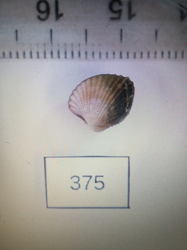 Angled Cockle