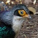 Bornean Peacock-Pheasant - Photo (c) Rand Rudland, all rights reserved, uploaded by Rand Rudland