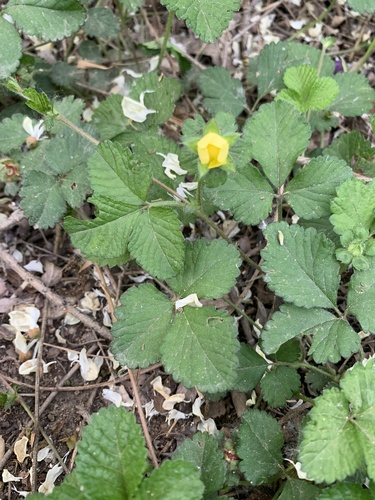 mock strawberry