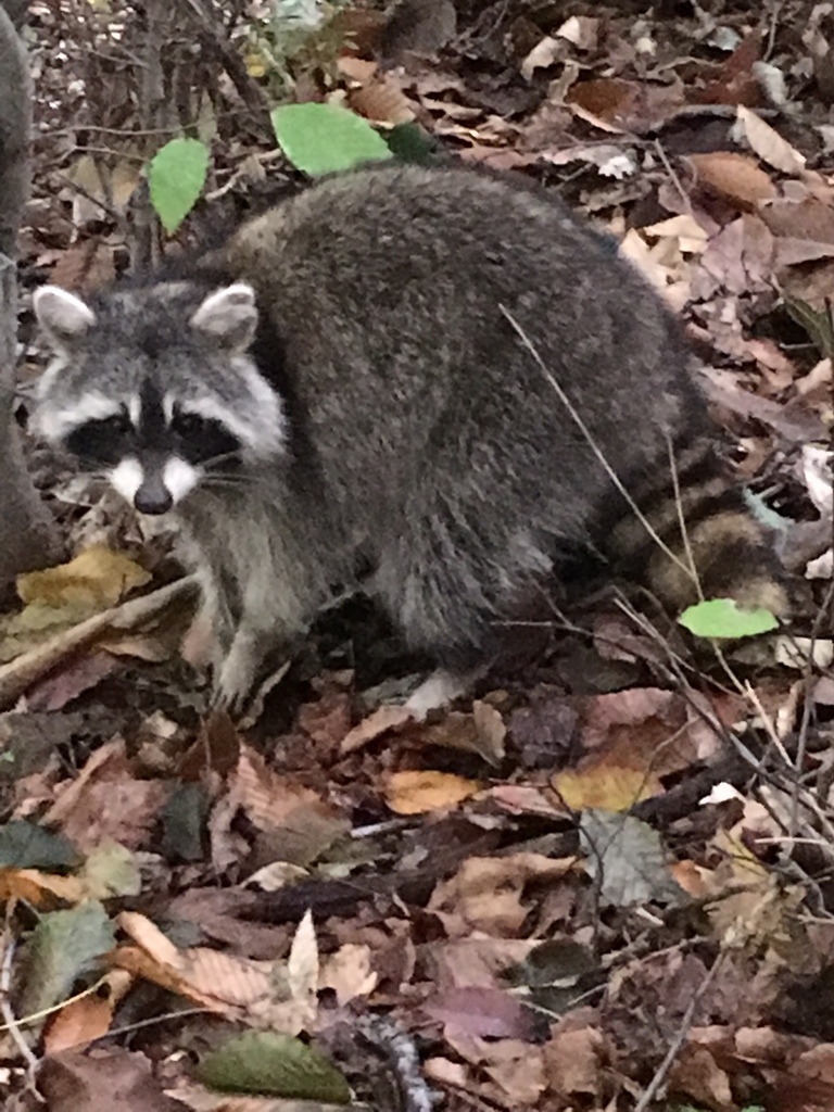Common Raccoon from 8589 W Bells Mill Rd, Philadelphia, PA, US on