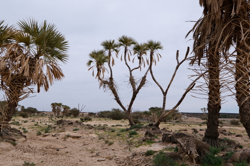 doum palm