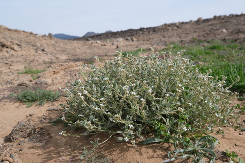 Morettia parviflora