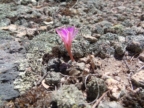 Mammillaria saboae ssp. saboae