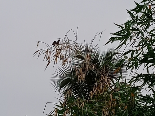 Red-vented Bulbul