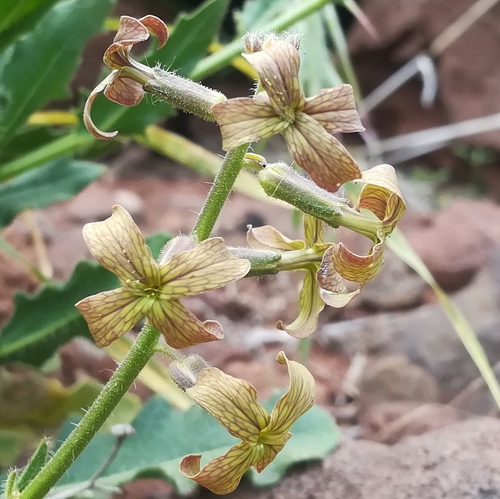 Hesperis pendula