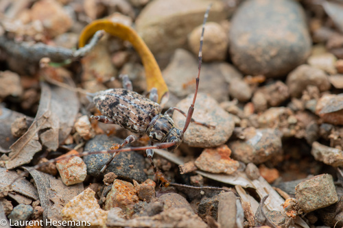 Oedopeza ocellator image