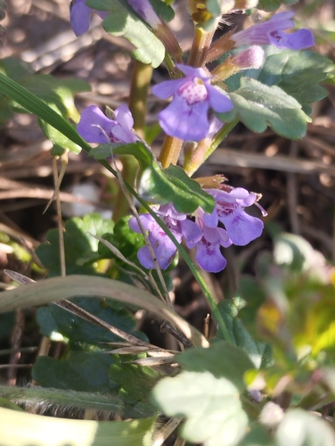 Šliaužiančioji tramažolė