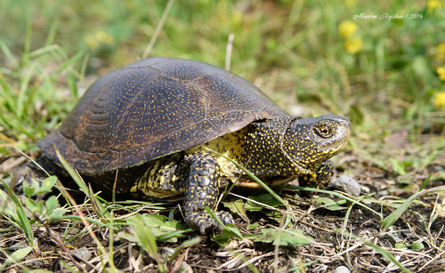 European Pond Turtle